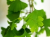 ginkgo-biloba03