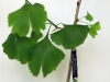 ginkgo-biloba06