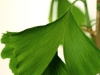 ginkgo-biloba08