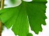 ginkgo-biloba12