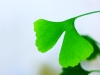 ginkgo-biloba16