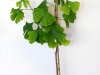 ginkgo-biloba22