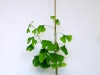 ginkgo-biloba24