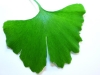 ginkgo-biloba35