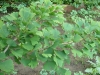 ginkgo-roman_iunie-007-800x600