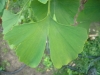 ginkgo-roman_iunie-009-800x600