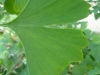 ginkgo-roman_iunie-011-600x800