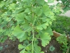 ginkgo-roman_iunie-012-683x800