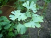 ginkgo-roman_iunie-016-800x600