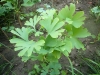 ginkgo-roman_iunie-018-800x600