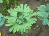 ginkgo-roman_iunie-026-800x600