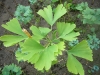 ginkgo-roman_iunie-029-800x600