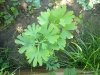 ginkgo-roman_iunie-074-800x600