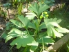 ginkgo-roman_iunie-078-800x612