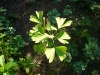 ginkgo-roman_iunie-081-800x600