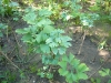 ginkgo-roman_iunie-082-800x600