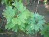 ginkgo-roman_iunie-083-800x600