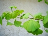 ginkgo_mai2011-054-800x600