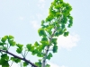 ginkgo_mai2011-056-800x762