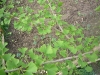 ginkgo_mai2011-058-800x600