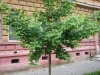 ginkgo_sighisoara_2